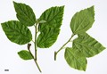SpeciesSub: var. parviflora